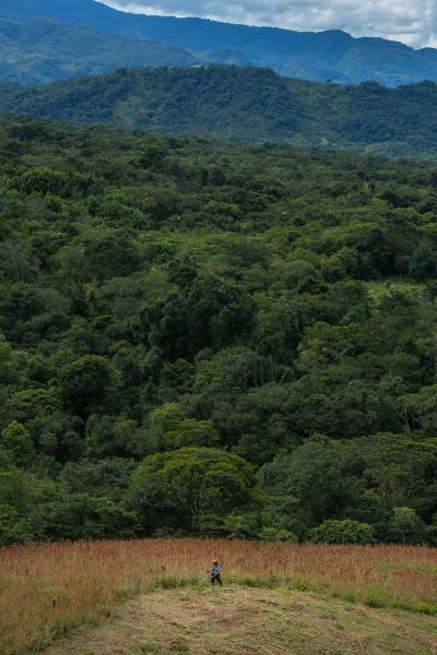 Forest & farmed field Colombia Forest & farmed field Colombia